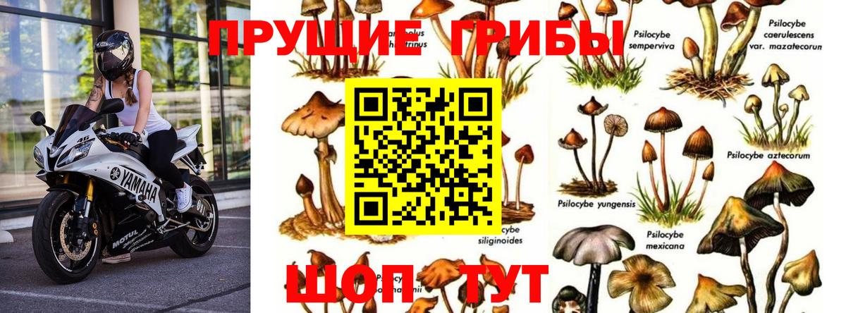 Павлово  Галлюциногенные грибы GOLDEN TEACHER  Галлюциногенные грибы Psilocybine cubensis  Вход с VPN 